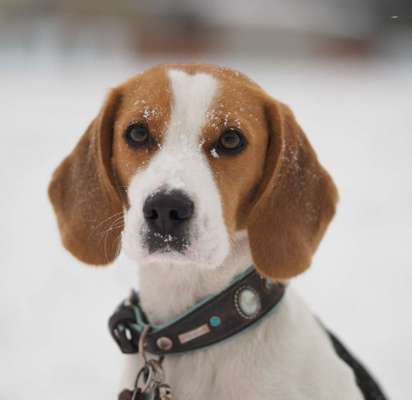 Dogorama Photo Challenge - Winterstimmung-Beitrag-Bild