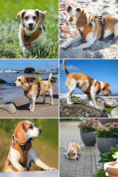 52. Collagenchallenge: Dein Hund im Sonnenschein-Beitrag-Bild