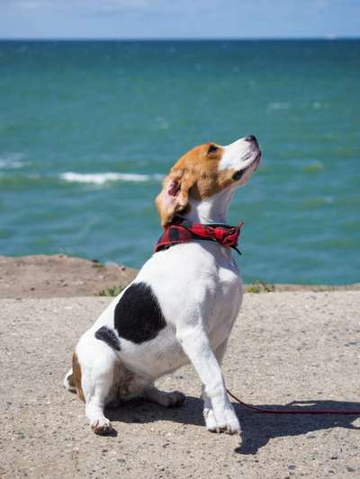 Dogorama Foto Challenge - Wanderziel-Beitrag-Bild