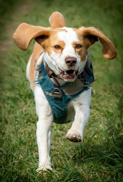 Hunde in Action-Beitrag-Bild