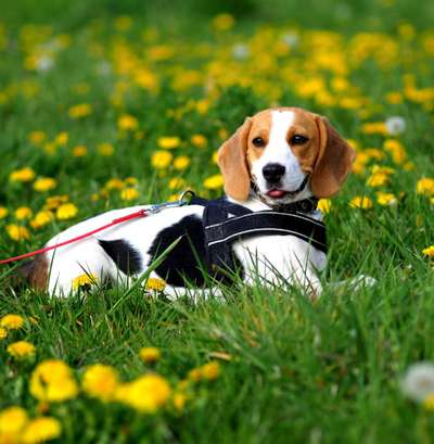 Fotochallange 63: "Dein blühendes Hündchen"-Beitrag-Bild