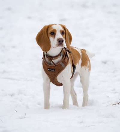 Profifoto Challenge No1 Winter, Schnee-Beitrag-Bild