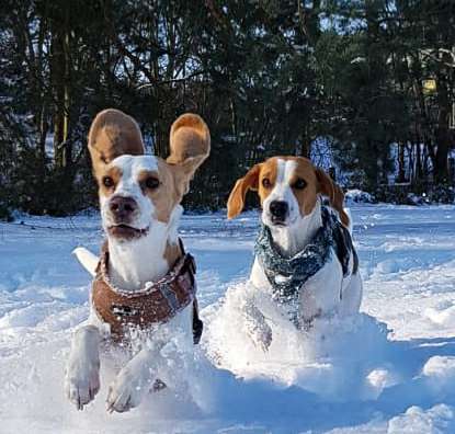 Challenge Nr. 16         Dynamik - Dein Hund in Bewegung-Beitrag-Bild