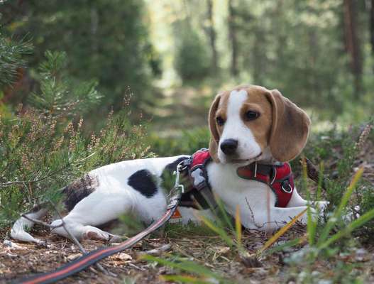 Wald Bild-Beitrag-Bild
