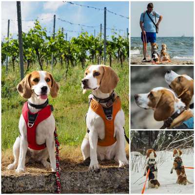 1. Fotochallenge Collagen - 4 Jahreszeiten-Beitrag-Bild