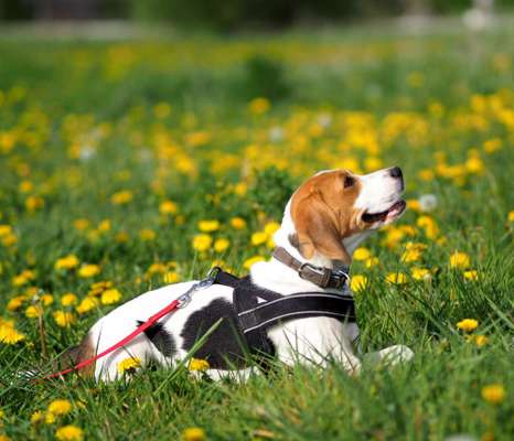 Fotochallenge No. 26                                     Wald und Wiese-Beitrag-Bild