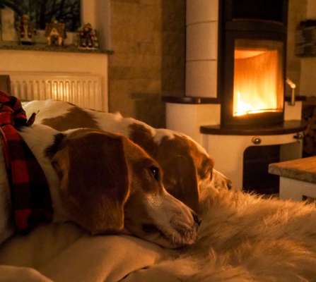 Dogorama Photo Challenge - Licht-Beitrag-Bild