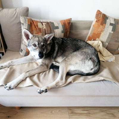 Hundetreffen-Junge Hunde zum Spielen für meinen 8 Monate Wolfhund im Auwald GESUCHT!