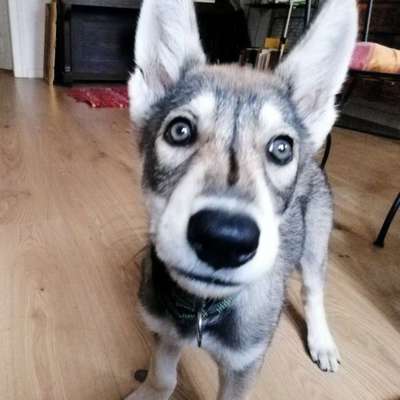 Hundetreffen-Welpentreffen in Leutzsch im Auwald-Bild