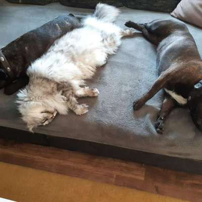 Hund und Katz Momente-Beitrag-Bild