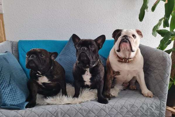Zeigt her eure Frenchi-Beitrag-Bild