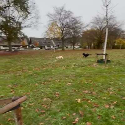 Hundeauslaufgebiet-Vogtsgarten/Pauenstraße-Bild