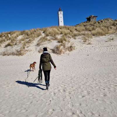 Hundetreffen-Spielrunde oder gemeinsam Spazierengehen