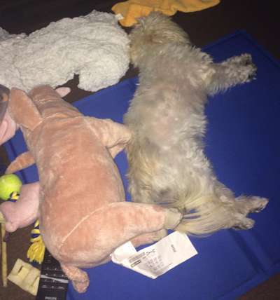 Die Dogorama Wochen Challenge "Friends will be Friends"-Beitrag-Bild