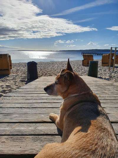 Dein Hund im Dogorama-Kalender 2021-Beitrag-Bild