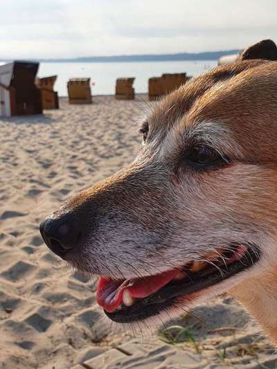 Dein Hund im Dogorama-Kalender 2021-Beitrag-Bild