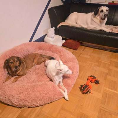 Hundetreffen-Sozial Walk-Bild