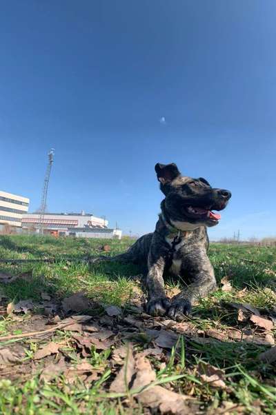 Hundetreffen-Hundekumpel/ine gesucht-Bild