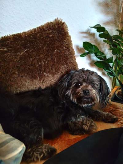 Hundetreffen-Wir wollen Hunde und Menschen kennen lernen-Bild