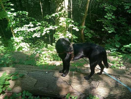 Handy Foto Challenge Nr. 49: Mein Freund der Baum-Beitrag-Bild