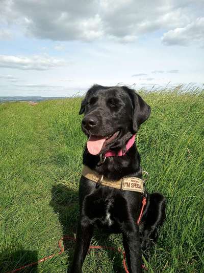 Mischlingshunde Foto Aufruf-Beitrag-Bild