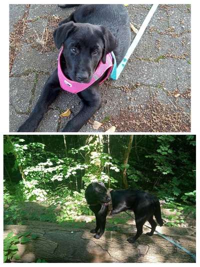 Vom Welpen zum Hund-Beitrag-Bild