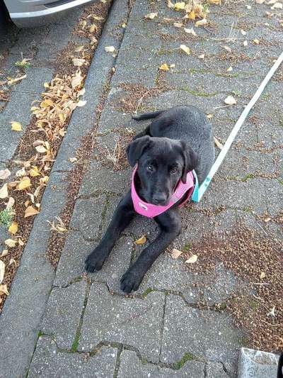 Welpen Bilder !-Beitrag-Bild