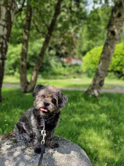 Mischlinge raten - Rätselspaß-Beitrag-Bild