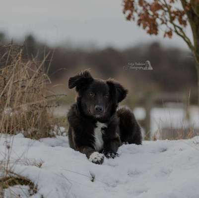 Die Dogorama Kalender Challenge Titelbild-Beitrag-Bild