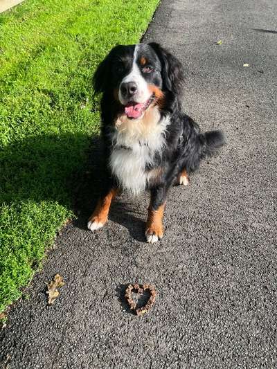 Berner Sennen-Beitrag-Bild