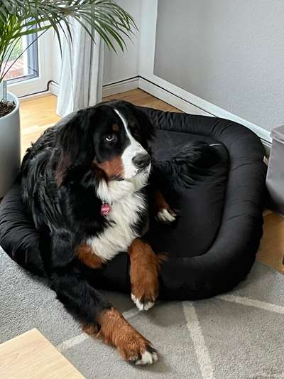 Berner Sennen-Beitrag-Bild