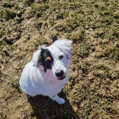 Hundetreffen-Gemeinsame Gassi runden runden um Haundorf oder Gunzenhausen.-Bild