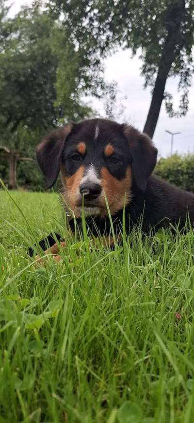 Aussiedors oder Leopard Labrador Gruppe-Beitrag-Bild