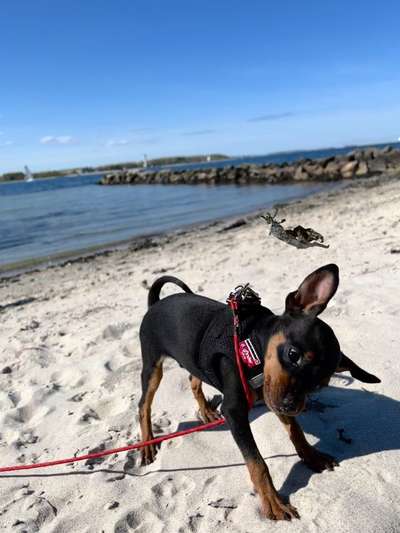 Hunde in Action-Beitrag-Bild