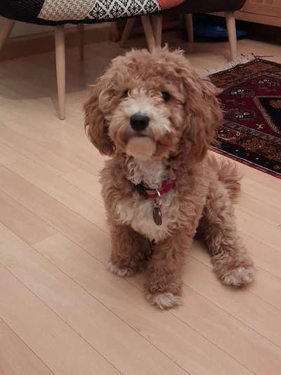 Maltipoo Freunde-Beitrag-Bild