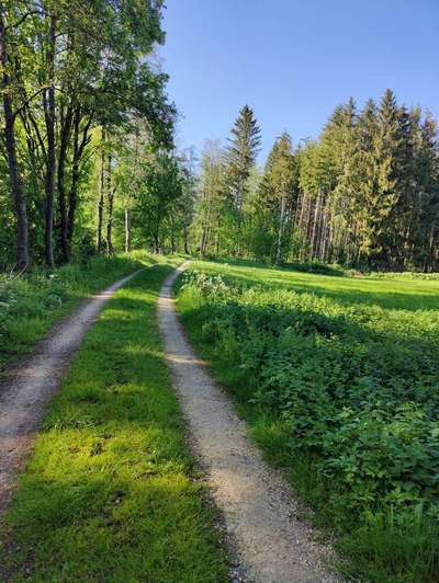 Hundeauslaufgebiet-Mindelradweg-Bild