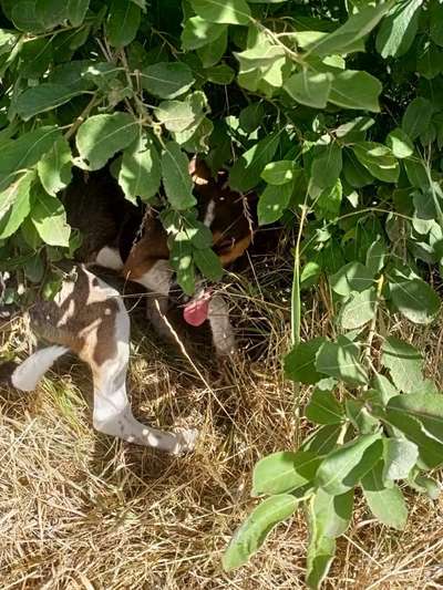 Dogorama Photo Challenge - Tarnung ist alles-Beitrag-Bild