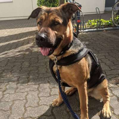 Hund aus dem Spanischen Tierschutz-Beitrag-Bild