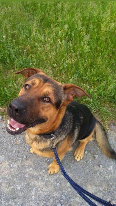 Zeigt mir eure Schäferhund Mischlinge :-)-Beitrag-Bild