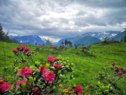 Challenge 41 - Mein Hund im Urlaub-Beitrag-Bild