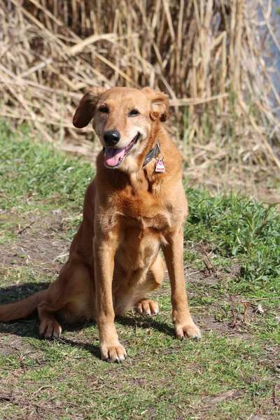 Wie "jung" haben sich eure Hunde gehalten ?-Beitrag-Bild