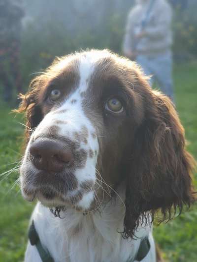 Englisch Springer Spaniel-Beitrag-Bild