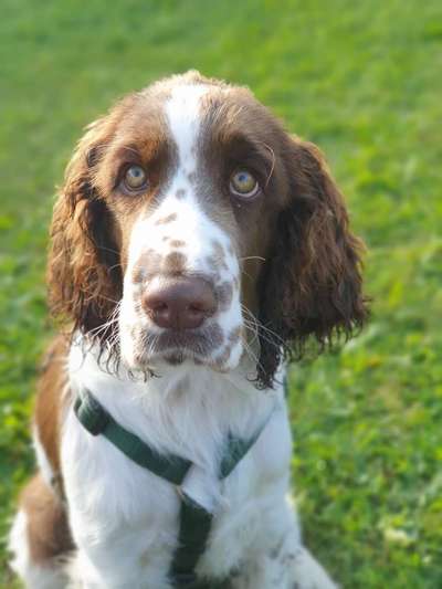 Springer Spaniel-Beitrag-Bild