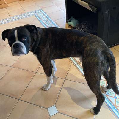 Wie optimal ist das Körpergewicht meines Hundes?-Beitrag-Bild