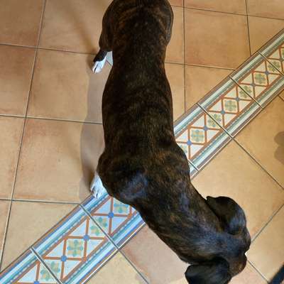 Wie optimal ist das Körpergewicht meines Hundes?-Beitrag-Bild