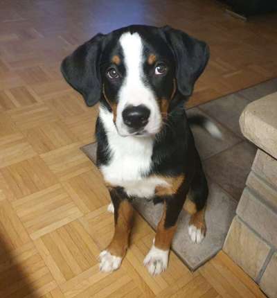 Appenzeller Sennenhunde-Beitrag-Bild