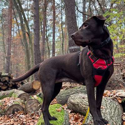 Hundetreffen-Social Walk Spandau-Bild