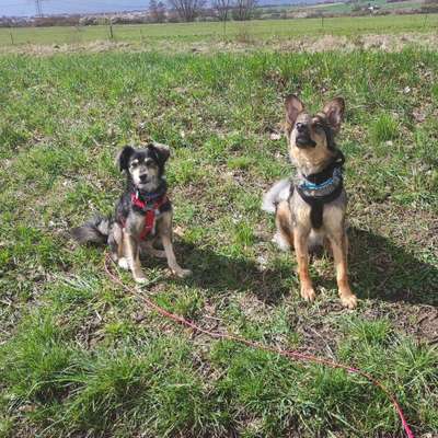 Hundetreffen-Socialwalk/ gemeinsamer Trainingsspaziergang in Karben-Bild