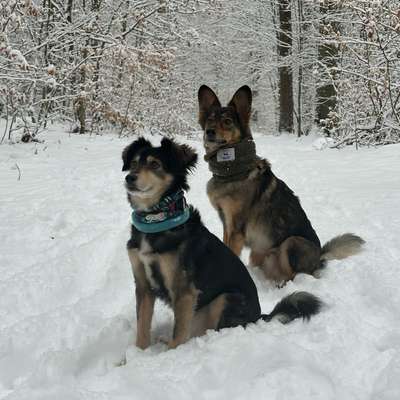 Hundetreffen-Gassigruppe gesucht-Bild