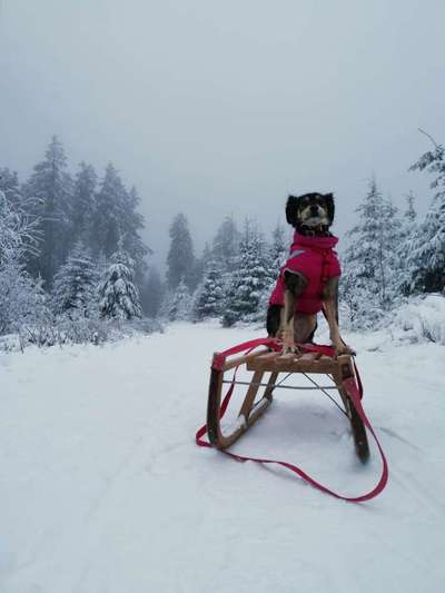 Dogorama Photo Challenge - Es wird nochmal kalt!-Beitrag-Bild